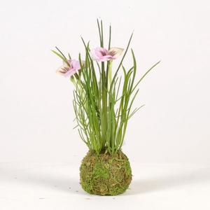 AF Viola on mossball H24cm pi