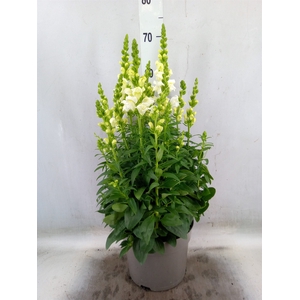 Antirrhinum majus   ...