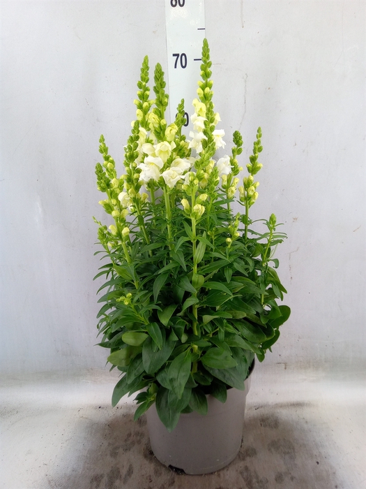<h4>Antirrhinum majus   ...</h4>