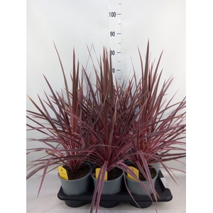 Cordyline   ...