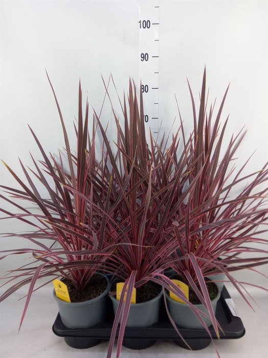 <h4>Cordyline   ...</h4>