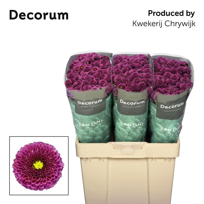 <h4>Chr S Aaa Purpetta</h4>