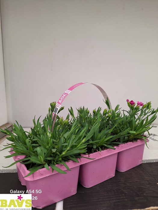 <h4>DIAN OVERIG</h4>