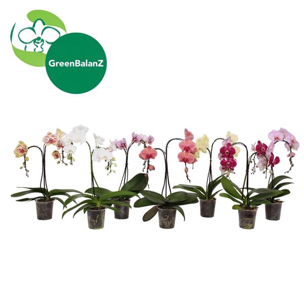 <h4>ShapeZ - Phalaenopsis PalmZ Mix 2t 14+/50</h4>