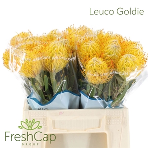 Leuco Goldie