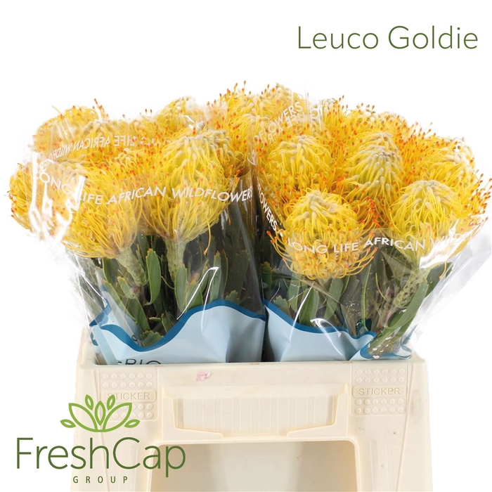 <h4>Leuco Goldie</h4>