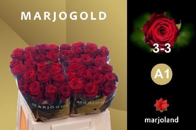 <h4>Rosa large red naomi!</h4>