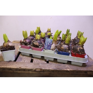 arr8 Hyacin Gem 4 Kl