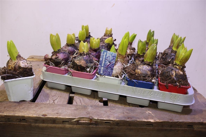 <h4>arr8 Hyacin Gem 4 Kl</h4>