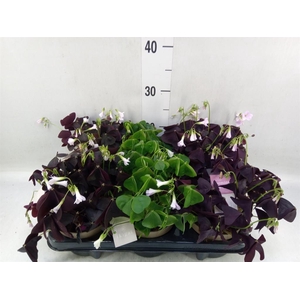 Oxalis   ...