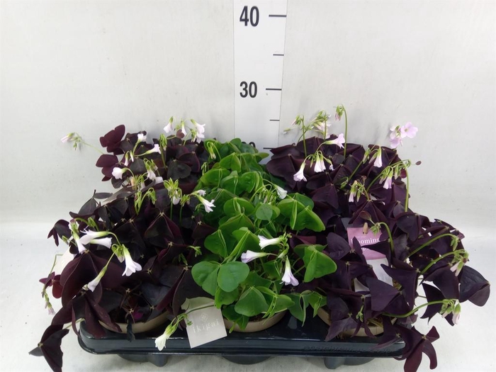 <h4>Oxalis   ...</h4>