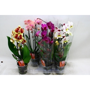 PHAL EL CASCADE