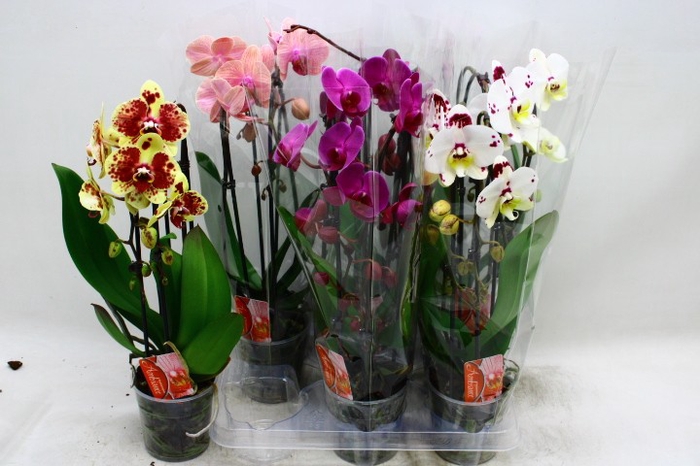 <h4>PHAL EL CASCADE</h4>