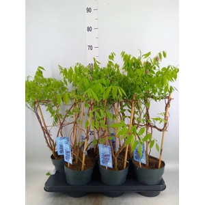 Wisteria frutes. 'Amethyst Falls'