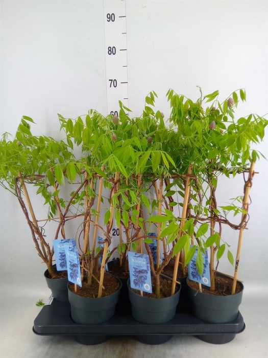 <h4>Wisteria frutes. 'Amethyst Falls'</h4>