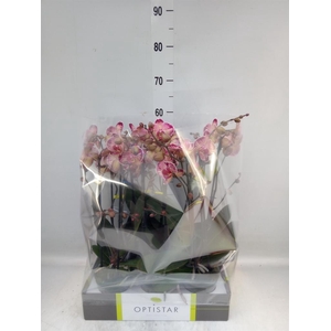 Phalaenopsis   ...red