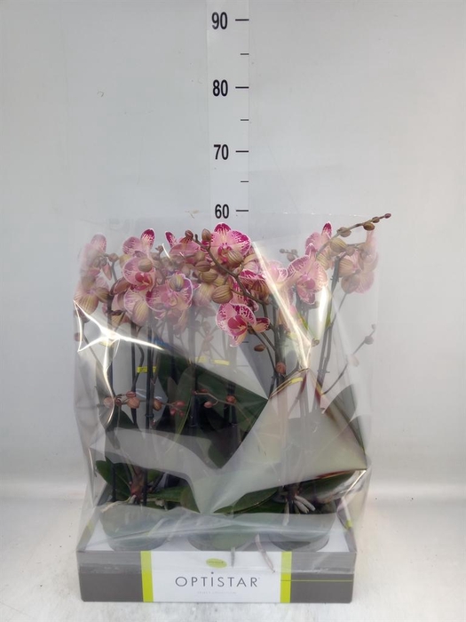 <h4>Phalaenopsis   ...red</h4>