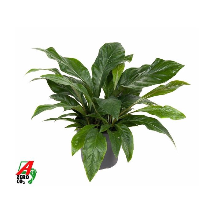 <h4>Anthurium Jungle Bush 3PP</h4>