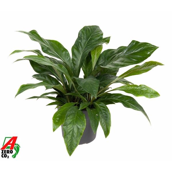 <h4>Anthurium niet bloeiend ellipticum Jungle Bush</h4>