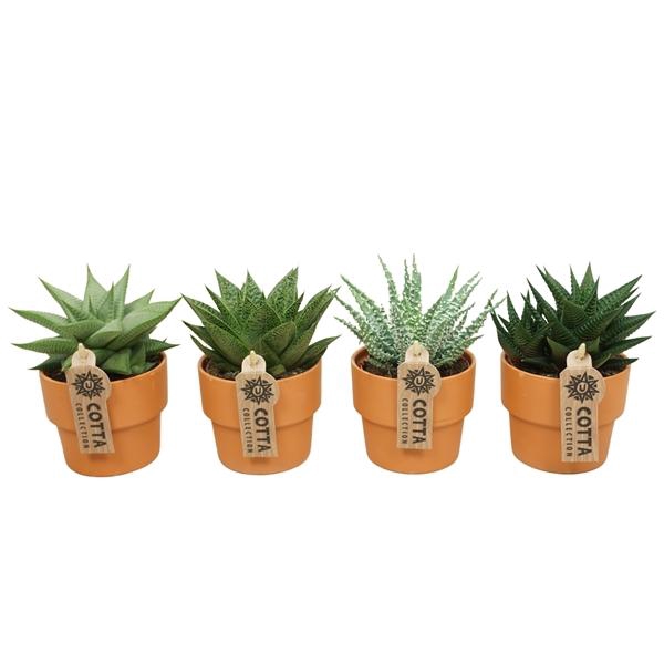 <h4>Aloe gemengd</h4>
