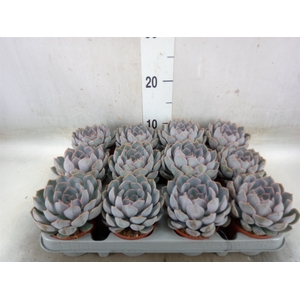 Echeveria  'Orion'