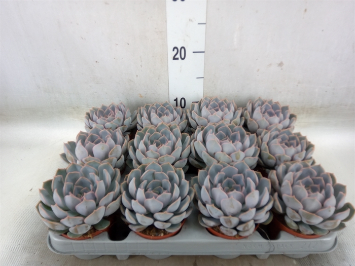 <h4>Echeveria  'Orion'</h4>
