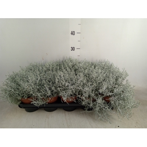 Leucophyta     [Calocephalus]
