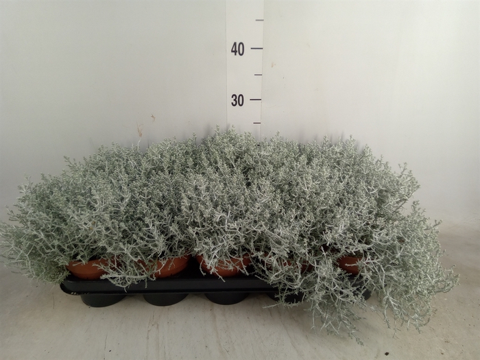 <h4>Leucophyta     [Calocephalus]</h4>
