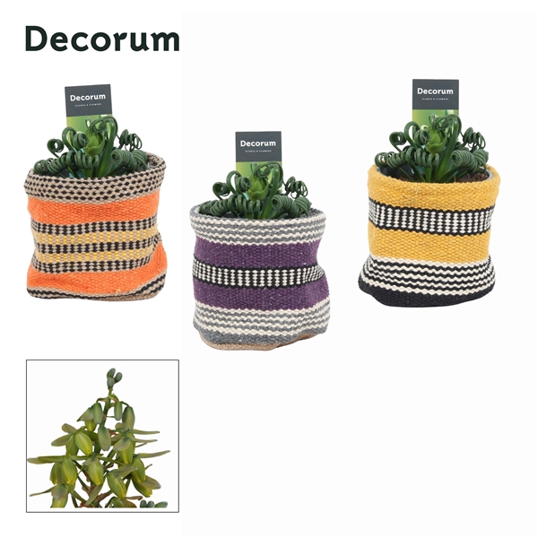 <h4>Albuca Spiralis Frizzle Sizzle in Ompot Evita (Decorum)</h4>