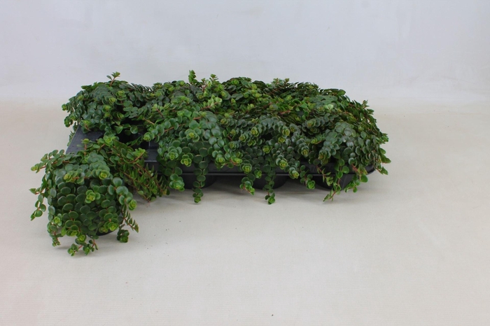 <h4>Sedum makinoi Kosmosje</h4>