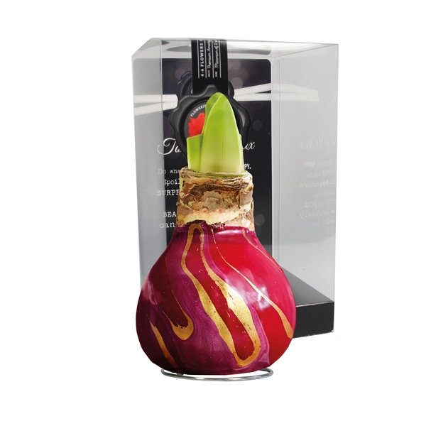 <h4>Amaryllis TOW Swirl Bordeaux 6x1, rode bloem, Plastic Giftbox</h4>