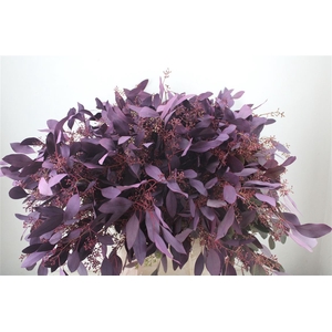 Euca Populus Berry 300gr Abs Lilac P Bunch