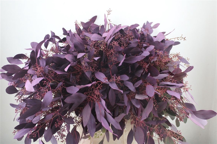 <h4>Euca Populus Berry 300gr Abs Lilac P Bunch</h4>