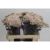 Ozothamnus Cooks Tall Pink