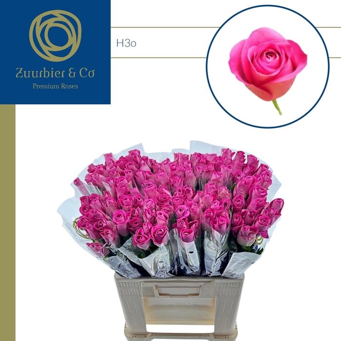 <h4>R GR H3O 60</h4>