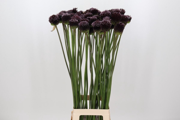 <h4>Allium  'Forelock'</h4>
