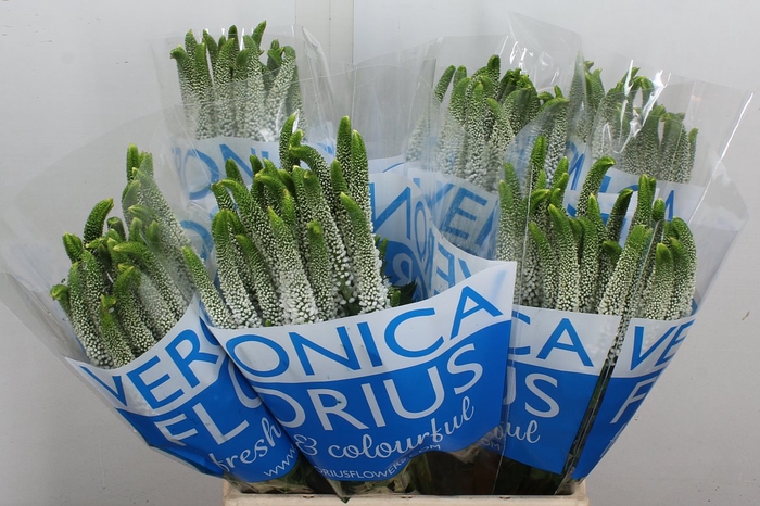 <h4>Veron Smart Luna</h4>