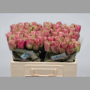 R GR BELLE ROSE