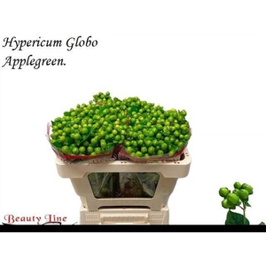 HYP GLOBO APPLEGREEN