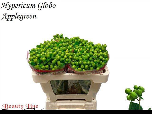 <h4>HYP GLOBO APPLEGREEN</h4>