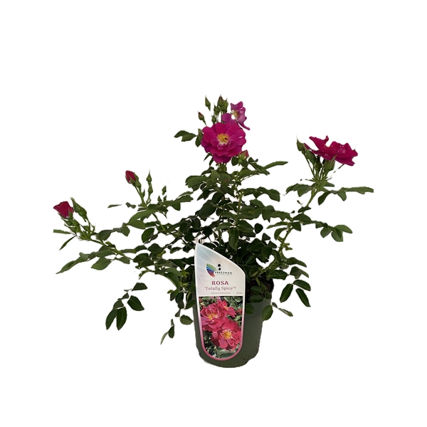 <h4>Rosa 'Totally Spice'</h4>