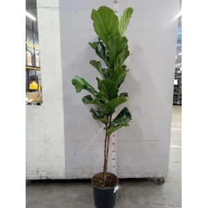 Ficus lyrata