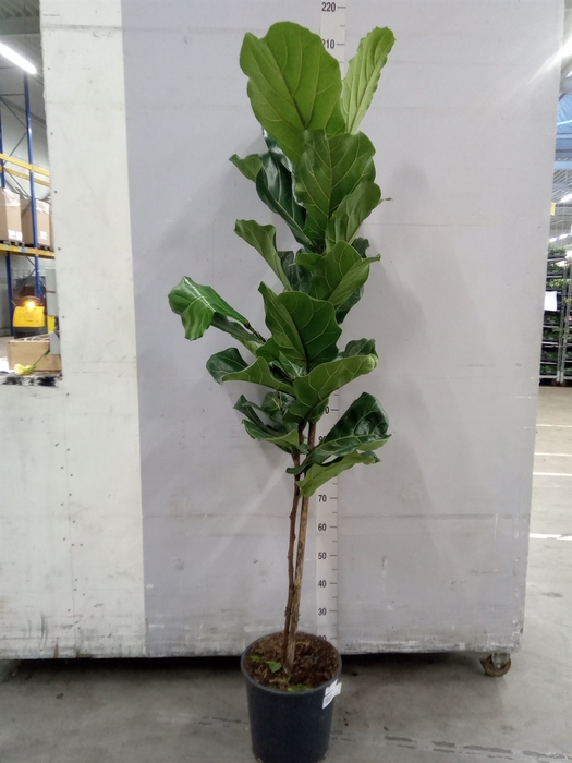 <h4>Ficus lyrata</h4>