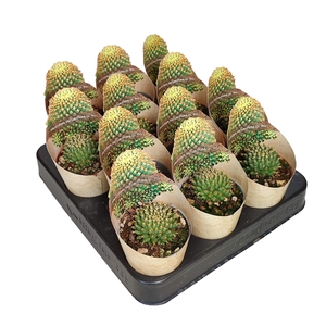 MAMMILLARIA CAMPTOTRICHA CV. BRU - POT Ø 6,5 SHAPED POT COVER (CACTUS)