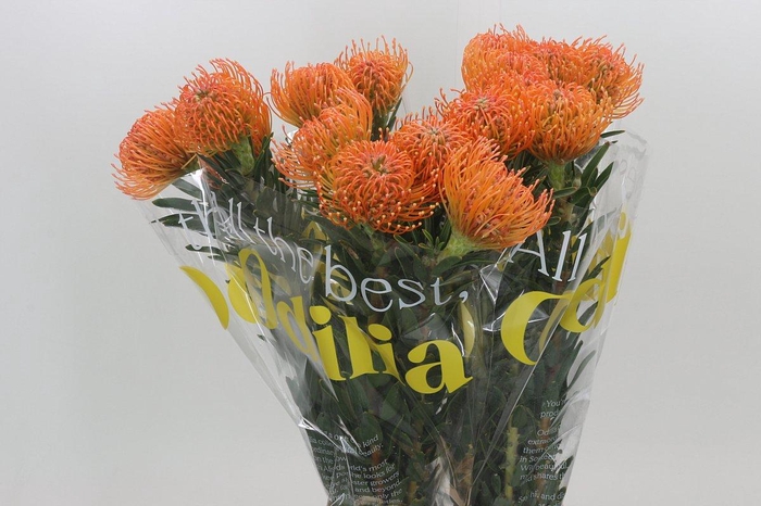 <h4>Nutans Ayoba Peach</h4>