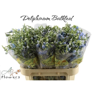 Delph Ballkleid Karady