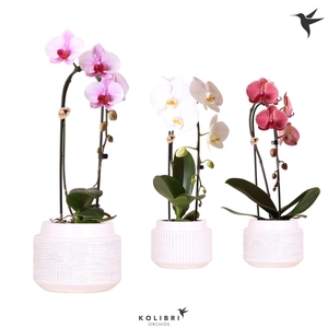 Kolibri Orchids Cascade Niagara Fall mix 1 spike in Maze pot white