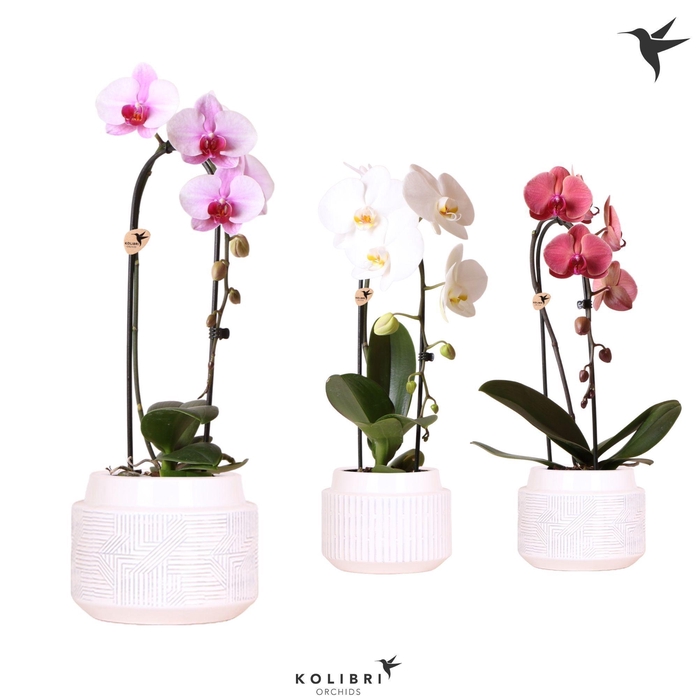 <h4>Kolibri Orchids Cascade Niagara Fall mix 1 spike in Maze pot white</h4>