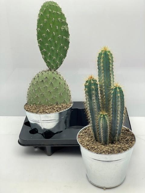 <h4>CACTUS GEM</h4>