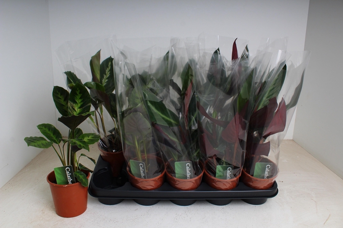 <h4>CALAT GEM 2 SRT</h4>